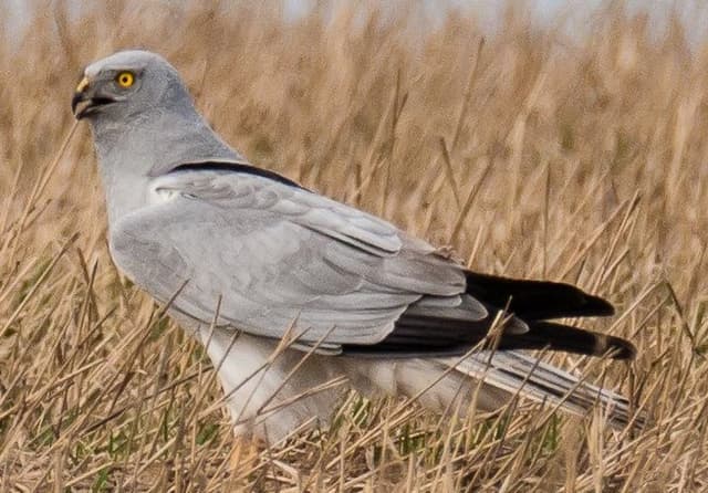 Hen Harrier — Perched