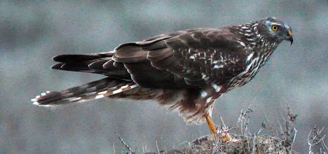 Hen Harrier — Perched — female/juvenile
