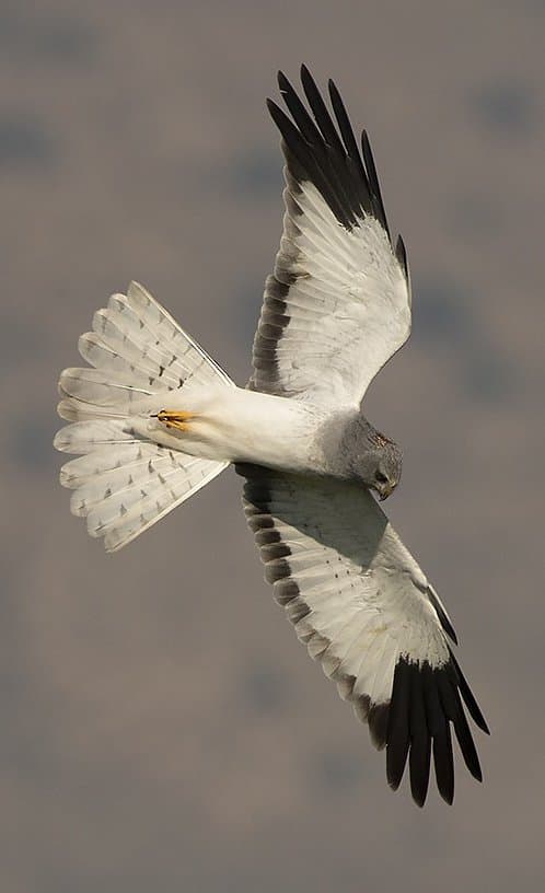 Hen Harrier — Flying