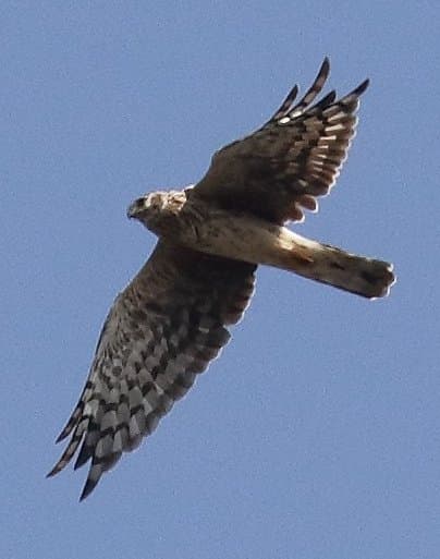 Hen Harrier — Flying — female/juvenile