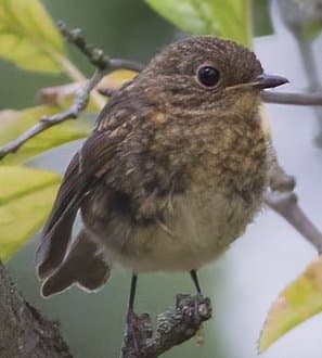 European Robin — Juvenile