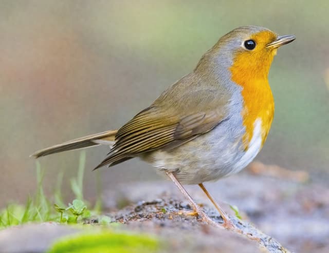 European Robin — Adult