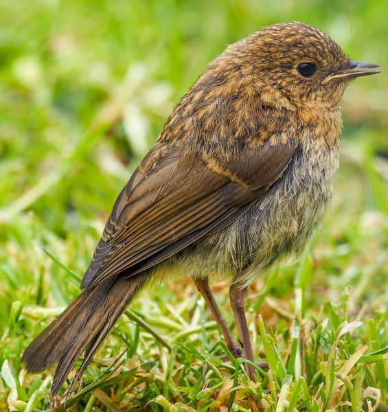 Step 2 — Auto-crop