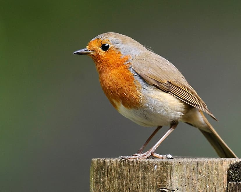 Competitor result showing adult European Robin