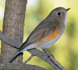 Red-flanked Bluetail non-breeding