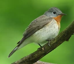 Red-breasted Flycatcher adult male