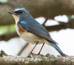 Red-flanked Bluetail adult male