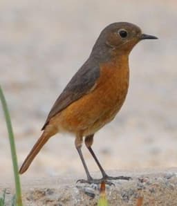 Moussier's Redstart female