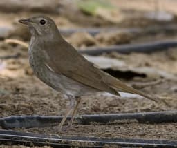 Thrush Nightingale non-breeding