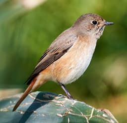 Common Redstart female