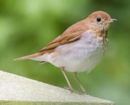 Veery adult