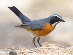 White-throated Robin adult male