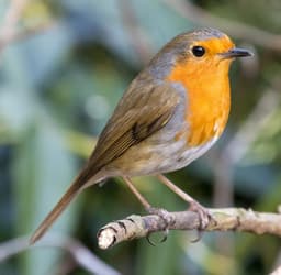 European Robin adult