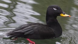 Velvet Scoter adult male