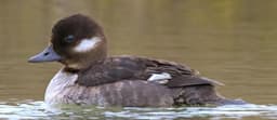 Bufflehead female