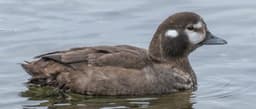 Harlequin Duck female
