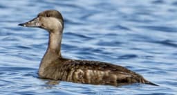 Common Scoter juvenile