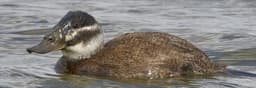 White-headed Duck female