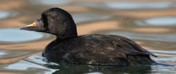 Common Scoter adult male