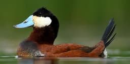 Ruddy Duck adult breeding male