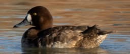 Greater Scaup non-breeding female