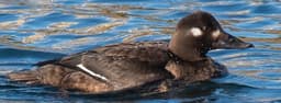 Velvet Scoter adult female